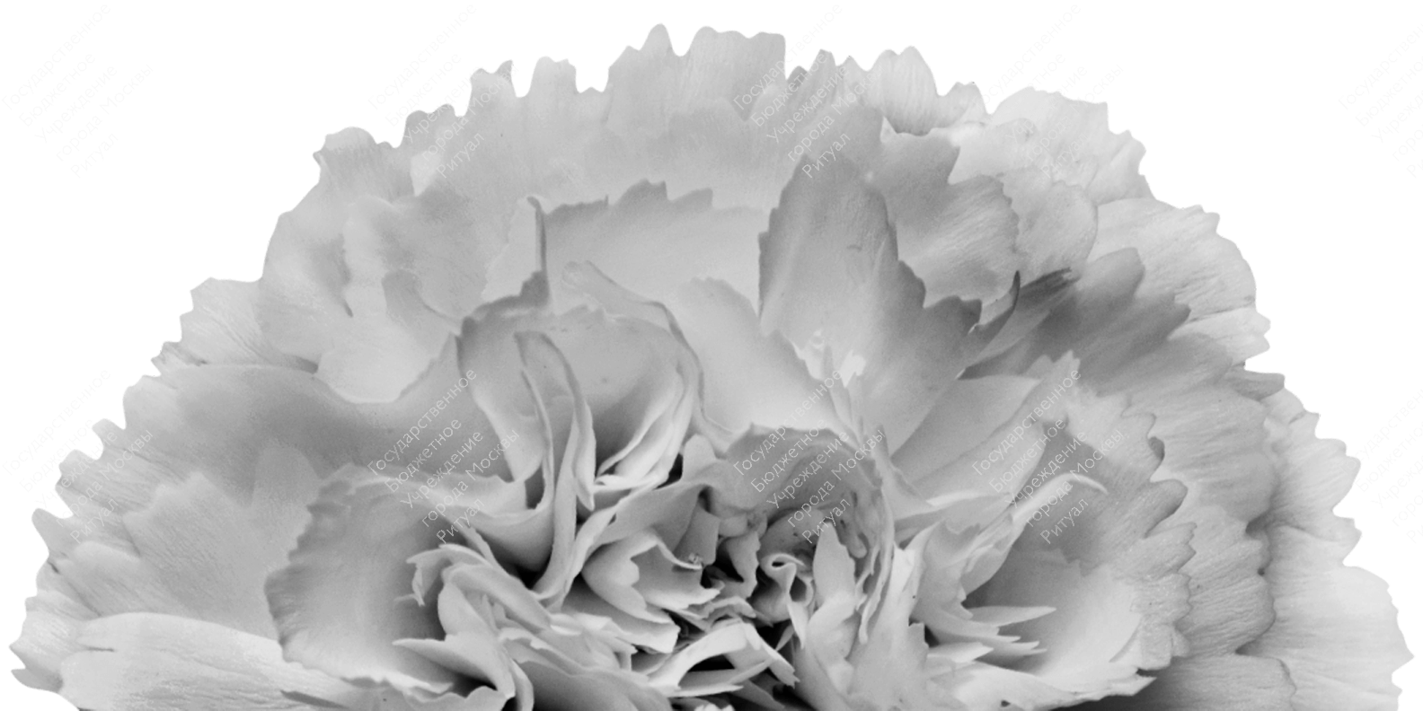 Услуги без регистрации Услуги без регистрации